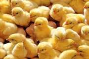 جوجه ریزی در مرغداری‌های گوشتی  شهرستان مشهد از مرز 1 میلیون و 100 هزار قطعه گذشت